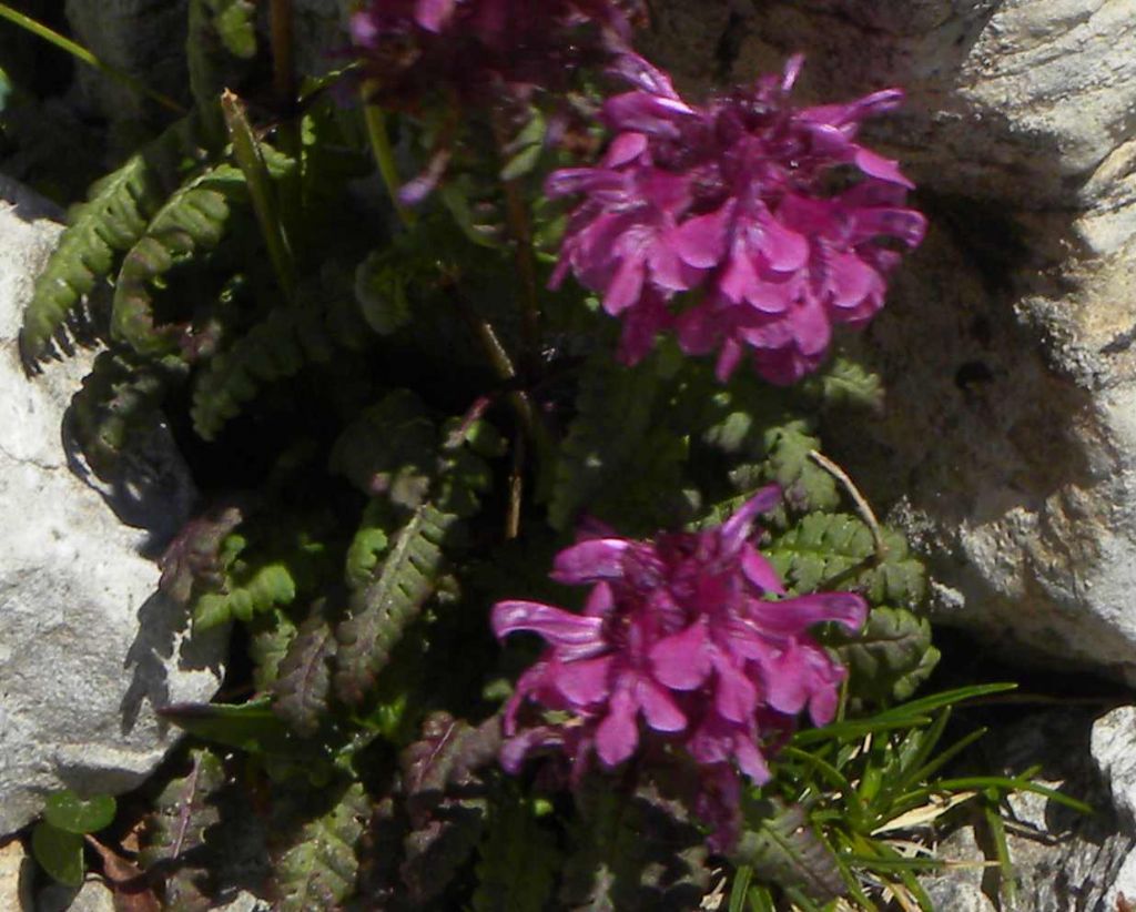 Pedicularis cfr. verticillata (Orobanchaceae)